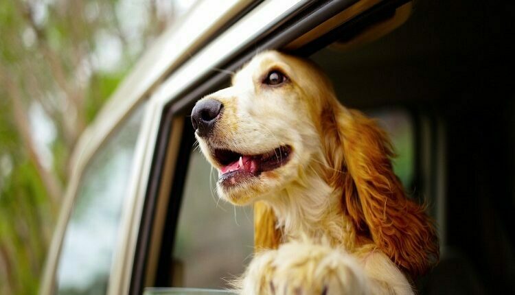 Insuring Your Pet?